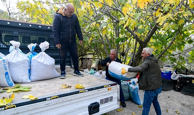 Bornova’da zeytin üreticilerine lojistik destek