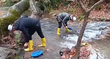 Buz gibi suda altın avı