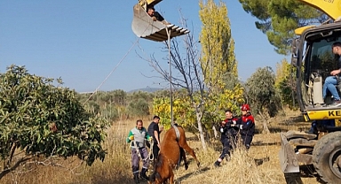 Su Kuyusuna Düşen Yılkı Atı Kurtarıldı