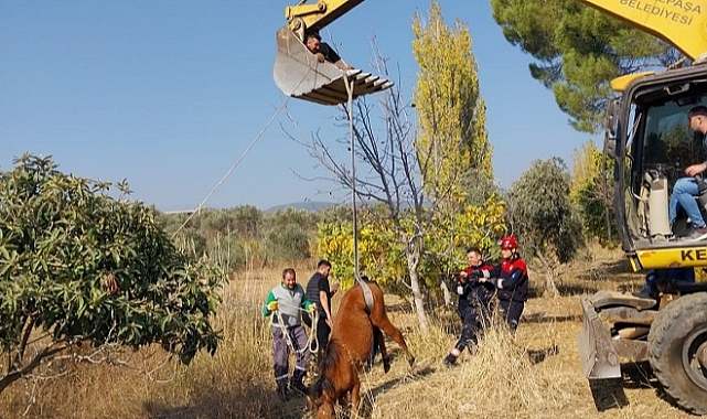 Su Kuyusuna Düşen Yılkı Atı Kurtarıldı