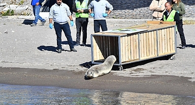 Tedavisi tamamlanan Akdeniz foku mavi sularla buluştu