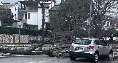 Denizli'de fırtınanın devirdiği ağaçlar 2 araca zarar verdi