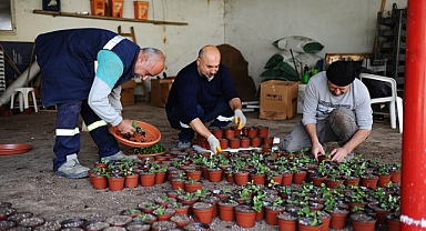Karşıyaka’nın serasında çiçekler açıyor