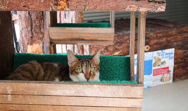 Konak’ın engelleri aşan Kedi Evi’nden sahiplenme çağrısı