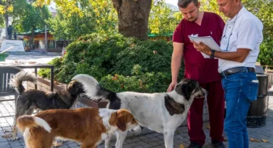 İzmir Büyükşehir can dostlara umut oldu