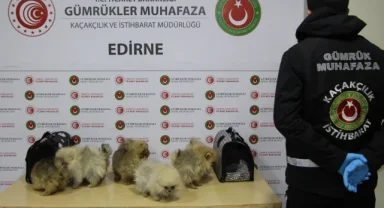 Kapıkule'de bagajdan kaçak köpekler çıktı!