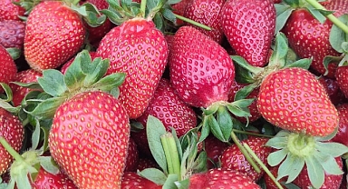 Köprübaşı'da Kış Aylarında da Çilek Yüz Güldürüyor