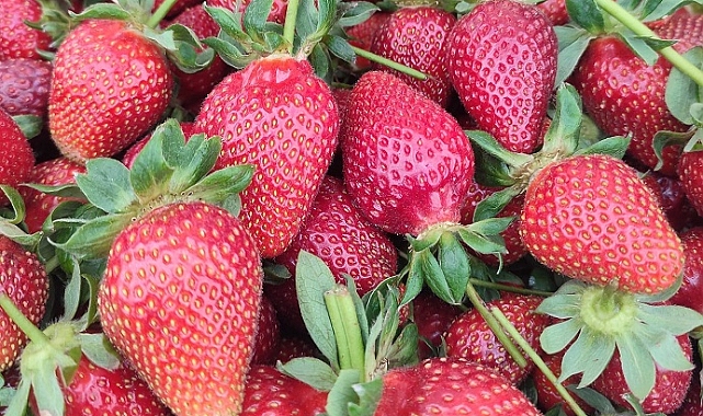 Köprübaşı&#039;da Kış Aylarında da Çilek Yüz Güldürüyor