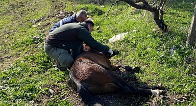 Yaralı Yılkı Atı’na Anında Müdahale