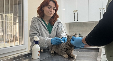 Engelli kediye, tedaviyi yapan veterinerin ismi verildi