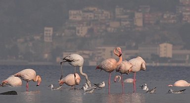 İzmir'in