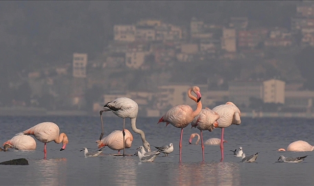 İzmir'in "şehirli" flamingoları iç körfezde besleniyor