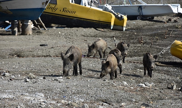 Marmaris'te yaban domuzları sahile indi