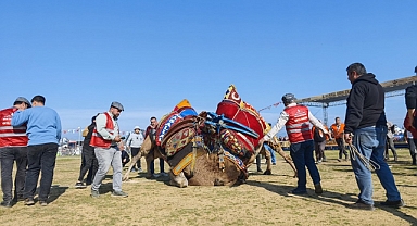 Torbalı’da deve güreşi festivaline rekor katılım