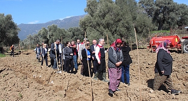 İpek böceği yetiştiriciliği için dut fidanı dikildi
