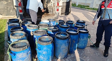İzmir'de 600 Kg Kaçak Deniz Patlıcanı Kurtarıldı