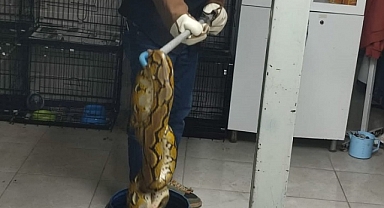 Kütahya’da Otobüste Piton Şoku!