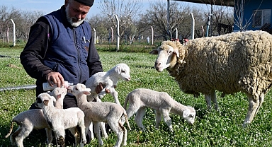 Manisa'da koyun tek batında 5 kuzu doğurdu