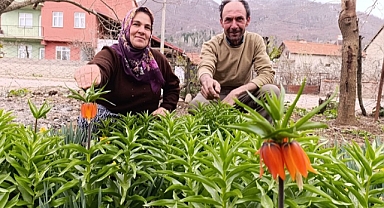 Ters Lale Şaşırtıyor: Simav Öreğler’de Açtı!