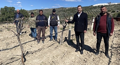 Zirai don nedeniyle üzüm bağları zarar gördü