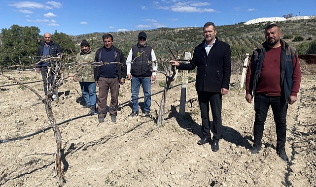 Zirai don nedeniyle üzüm bağları zarar gördü