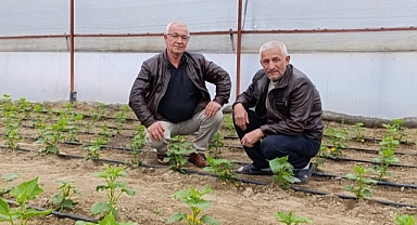200 Metre Karelik Seradan 500 Bin Tl Kazanıyor