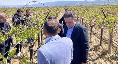 Baybatur zirai dondan etkilenen bağları inceledi