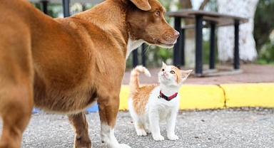 Binlerce tedavi, yüzlerce sahiplendirme