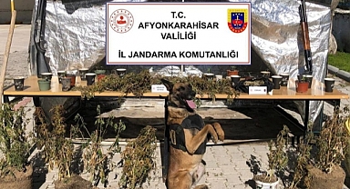 Ormanlık alanda kenevir yetiştiren şüpheli yakalandı