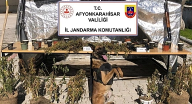 Ormanlık alanda kenevir yetiştiren şüpheli yakalandı