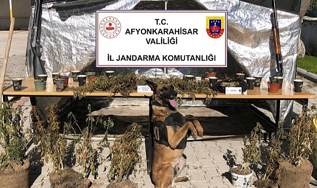 Ormanlık alanda kenevir yetiştiren şüpheli yakalandı