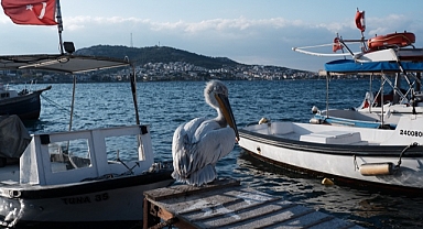 Pelikan