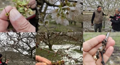 TBMM 'zirai don zararları'nı araştıracak