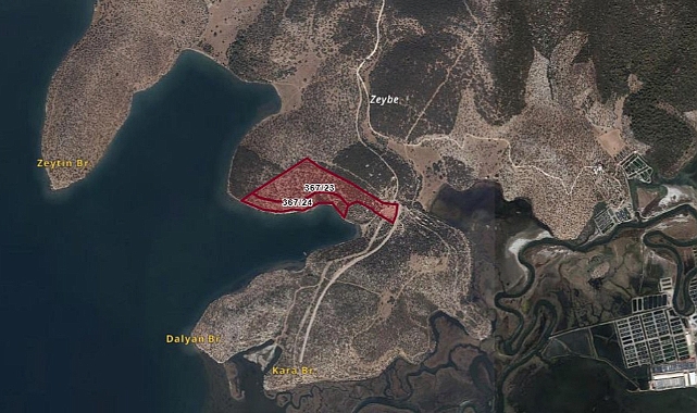 Vekilken Ağaç Severdi, Şimdi Beton Sever!