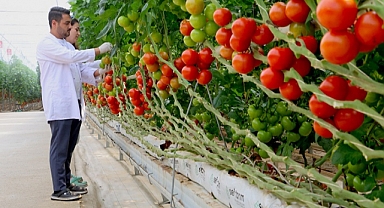 Manisa’dan 500 Ton Domates İhracatı