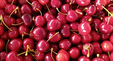 Gördes Börez’te Kiraz Şenliği Coşkusu