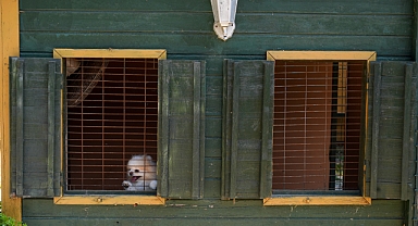 İzmir’de Patili Misafirlere Özel Otel
