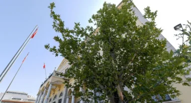 Konak'a 'Doğu Çınarı' dikildi