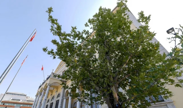Konak'a 'Doğu Çınarı' dikildi