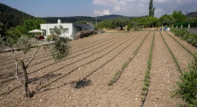Kurbanlık hayvanların atıkları toprağa can oluyor