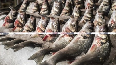 Su ürünlerinde 24 ihracat şampiyonunun 13’ü Egeli