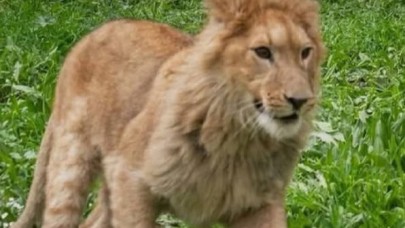 Pars, Aslan Saldırısıyla Can Verdi