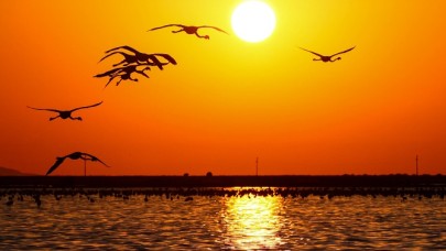 Gediz Deltası'nda 13 Bin Flamingo Yavrusu Halkalanacak