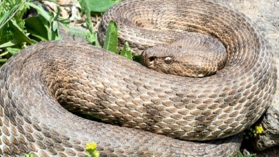 Korkularımız Yılanlardan Büyük: Ekosistemin Suçsuz Canlıları