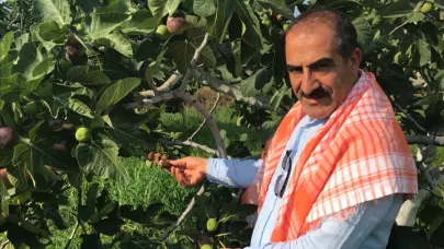 İncir İhracatında Hedef 100 Milyon Dolar