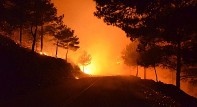 Ege’nin Külleri Sakız’la Başladı, İzmir’le Sürüyor