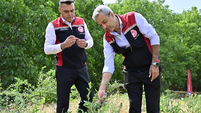 Bozdağ’da Blueberry Başarısı
