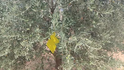 Salihli’de Zeytin Sineğine Karşı Uyar