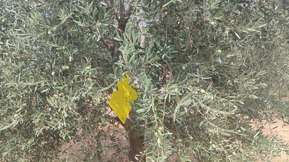 Salihli’de Zeytin Sineğine Karşı Uyar