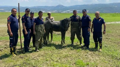 Katırlarını Kurtarmak İsterken Bataklığa Saplandı